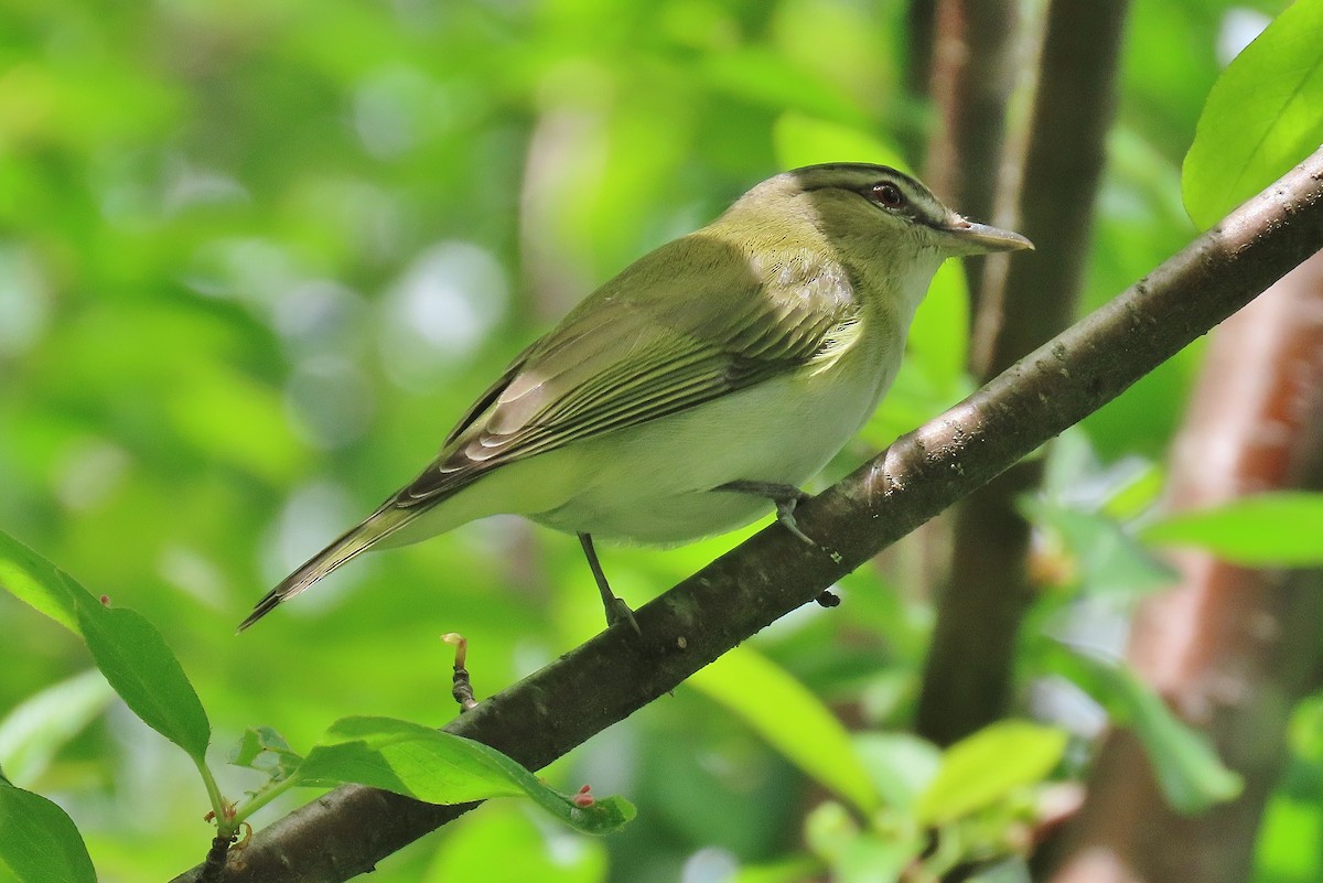 Red-eyed Vireo - ML619990223