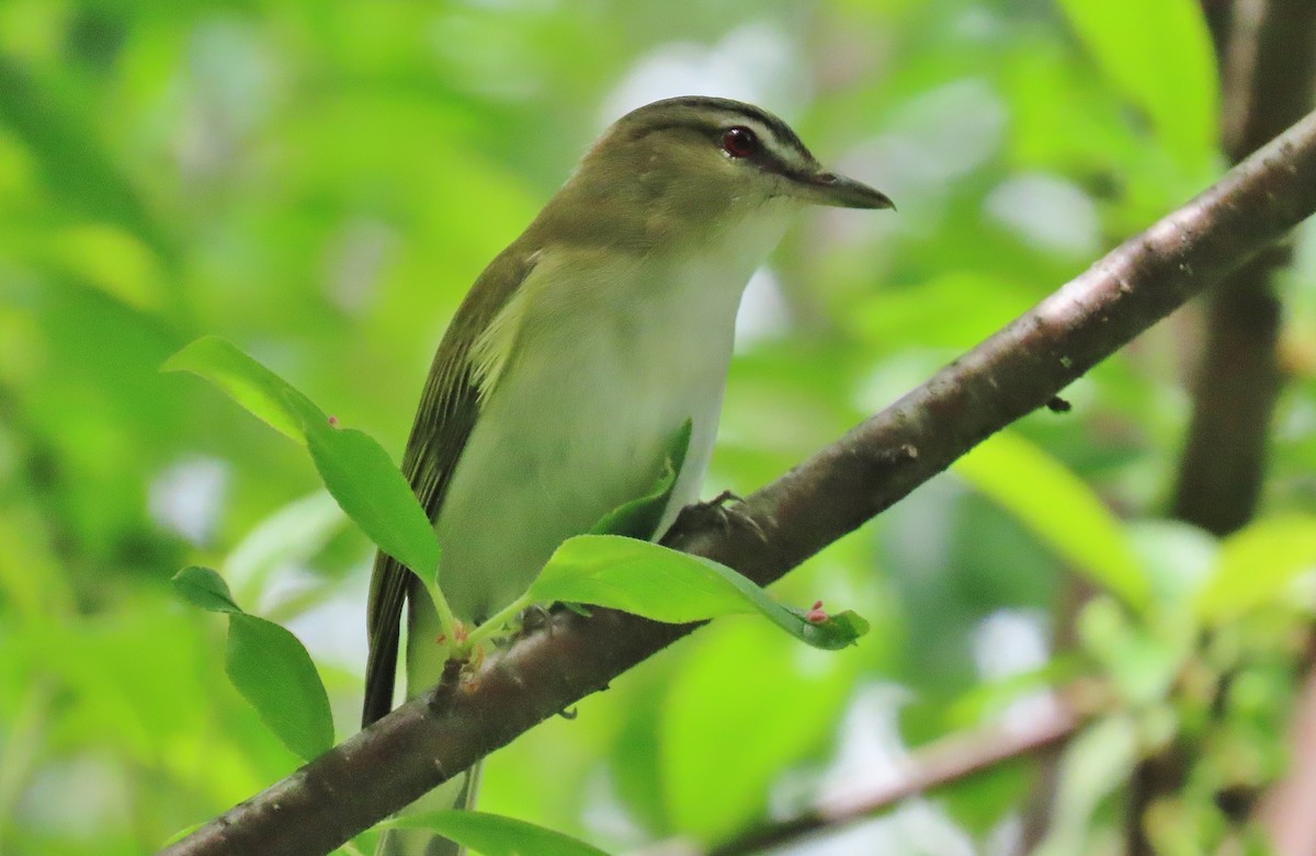 Red-eyed Vireo - ML619990224