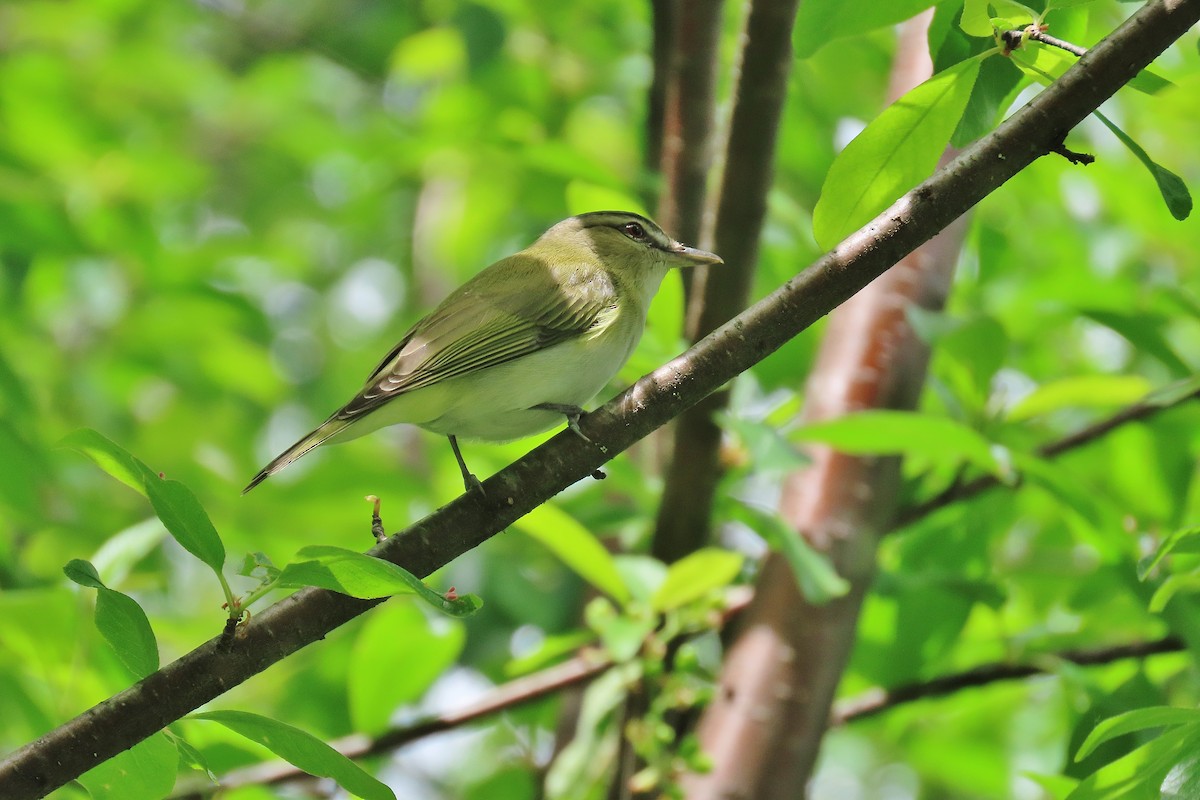 Red-eyed Vireo - ML619990225
