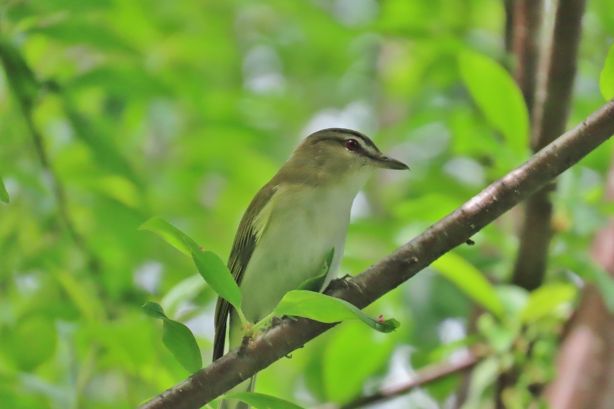 Red-eyed Vireo - ML619990226