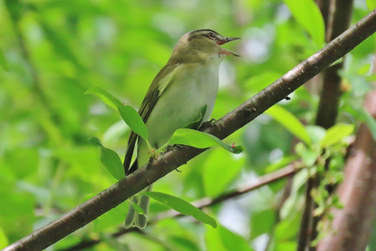 Red-eyed Vireo - ML619990227
