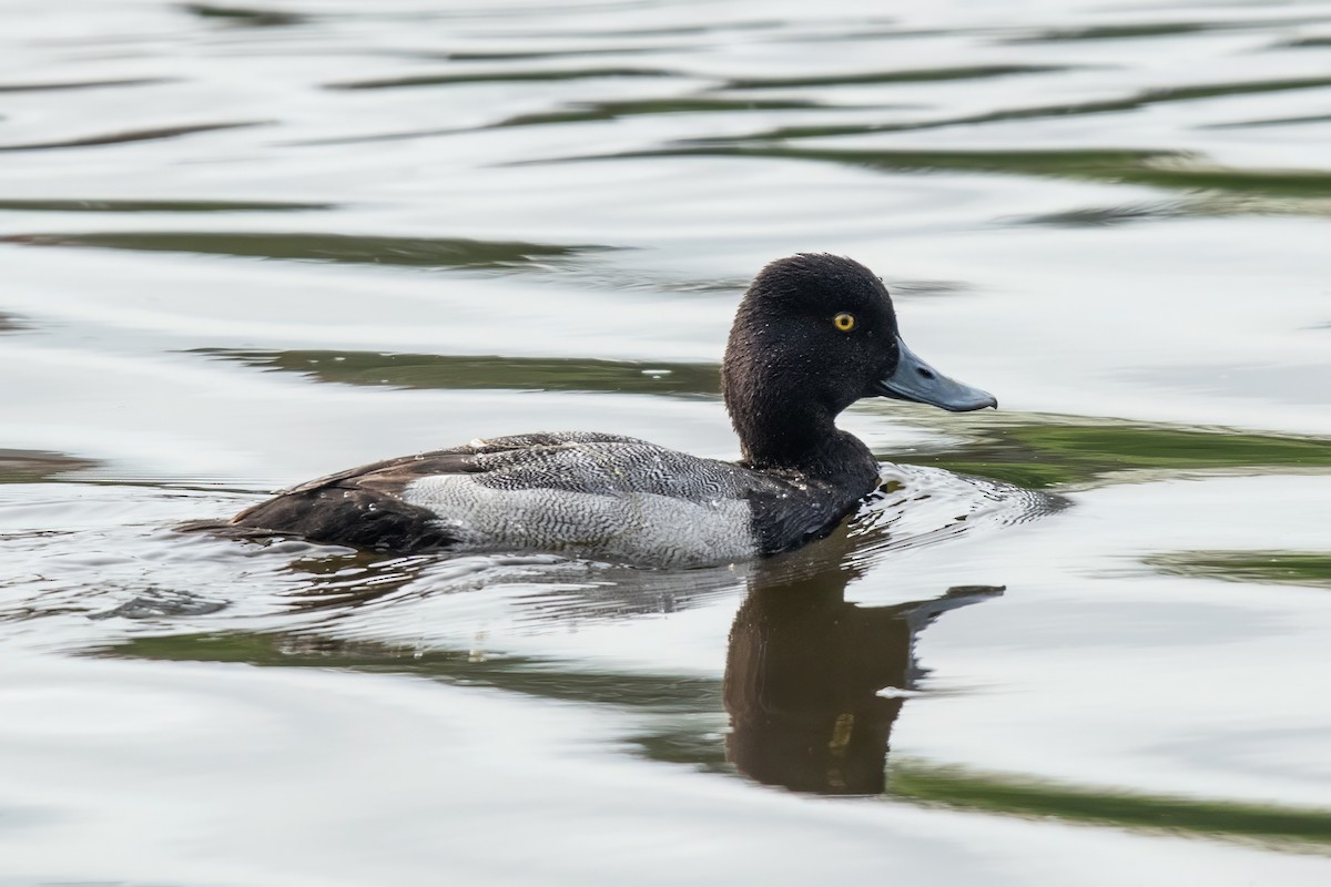 Greater Scaup - ML619990229
