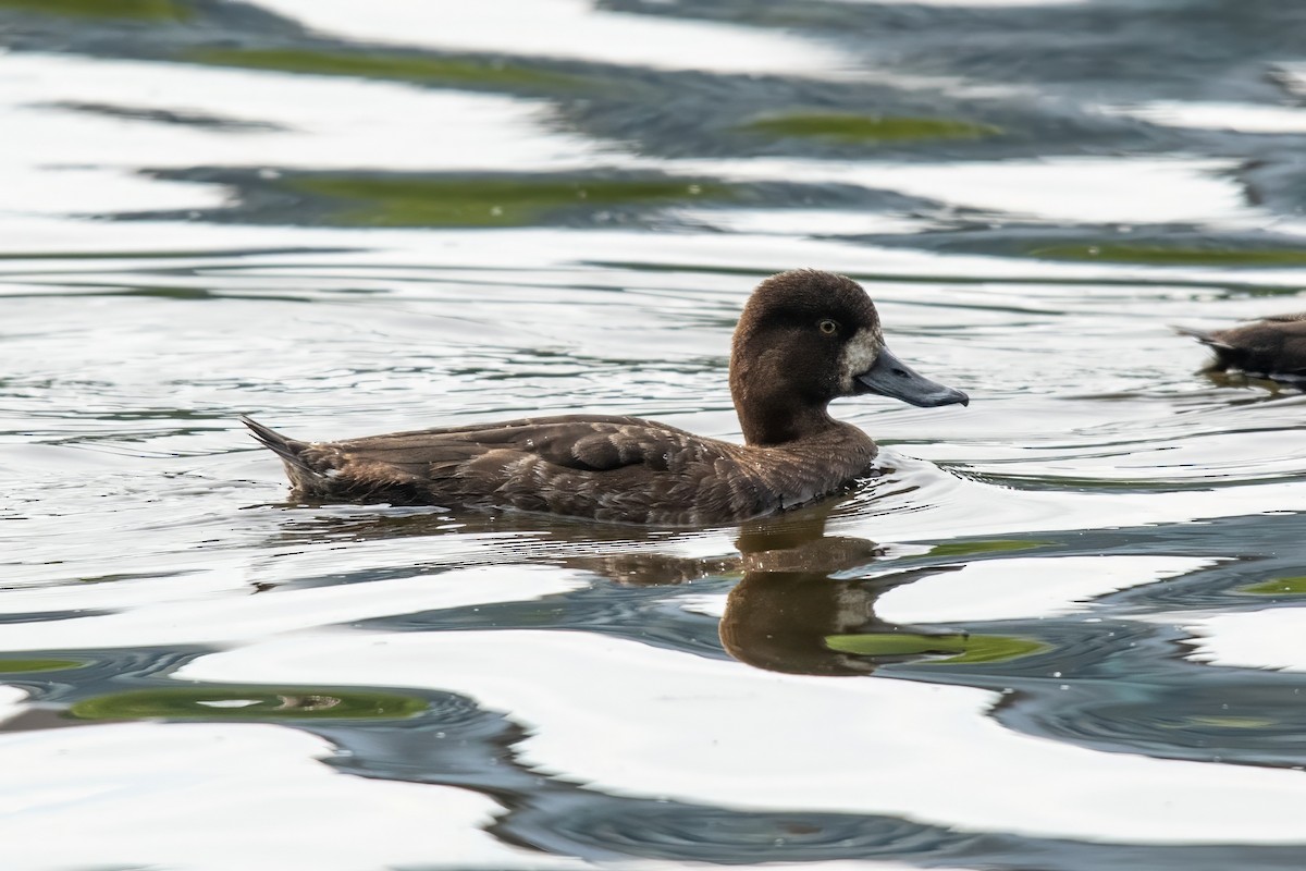 Greater Scaup - ML619990230