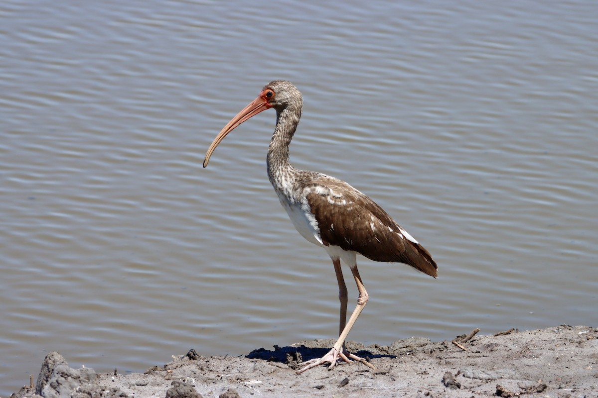 ibis bílý - ML619990232
