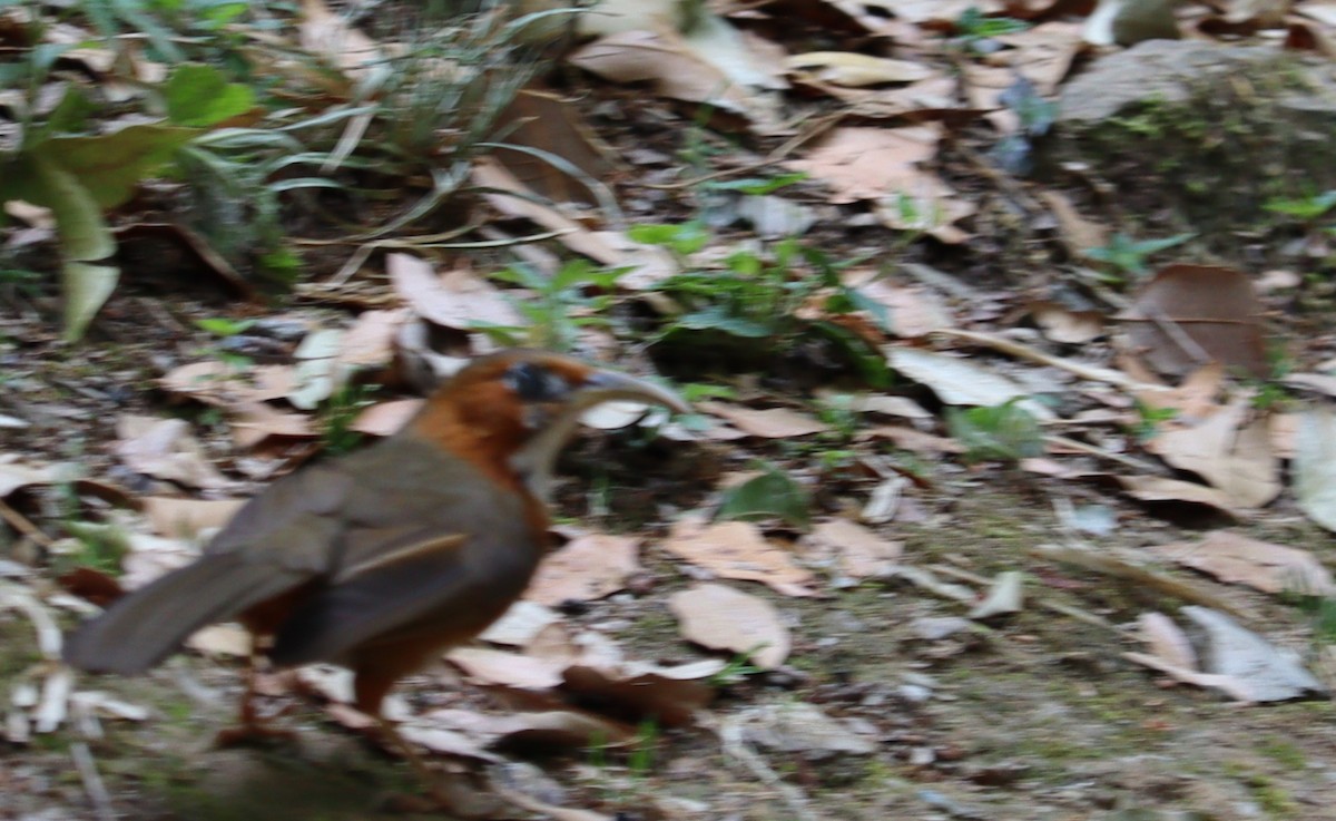 White-browed Scimitar-Babbler - ML619990245