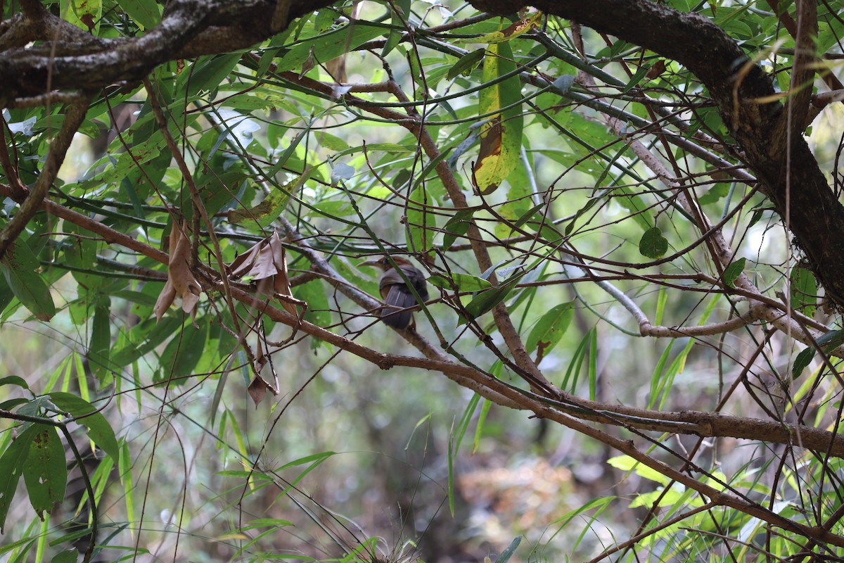 White-browed Scimitar-Babbler - ML619990248