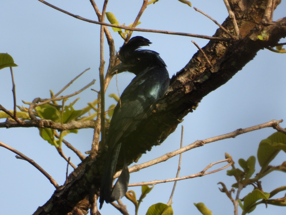 Greater Racket-tailed Drongo - ML619990256