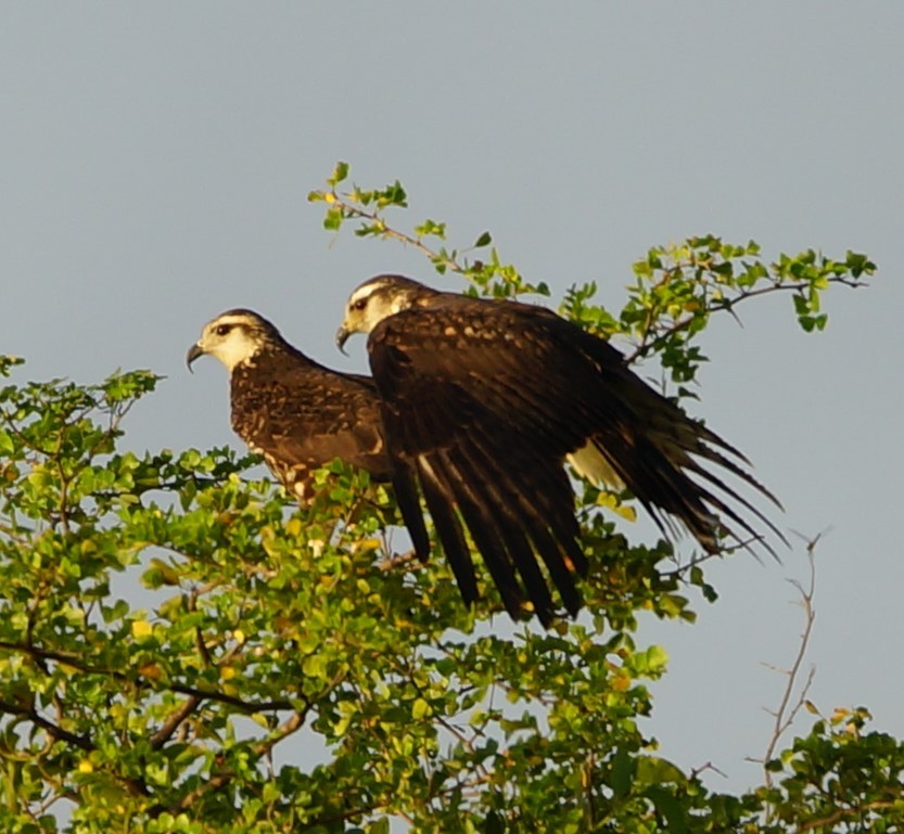 Snail Kite - ML619990268