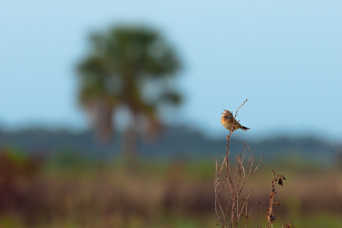 Grasshopper Sparrow - Kaysea Bruce