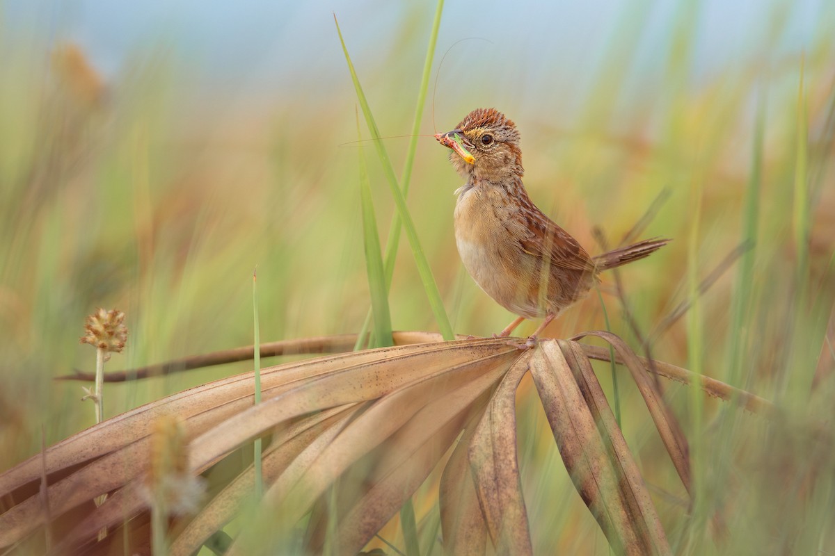 Bachman's Sparrow - Kaysea Bruce