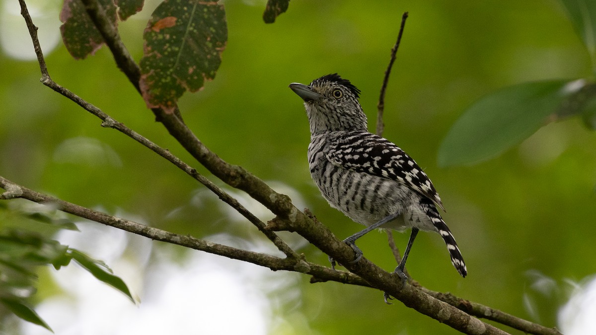 Barred Antshrike - ML619990285