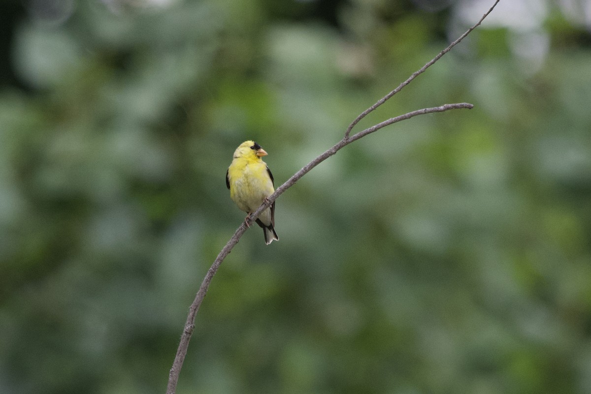 American Goldfinch - ML619990286