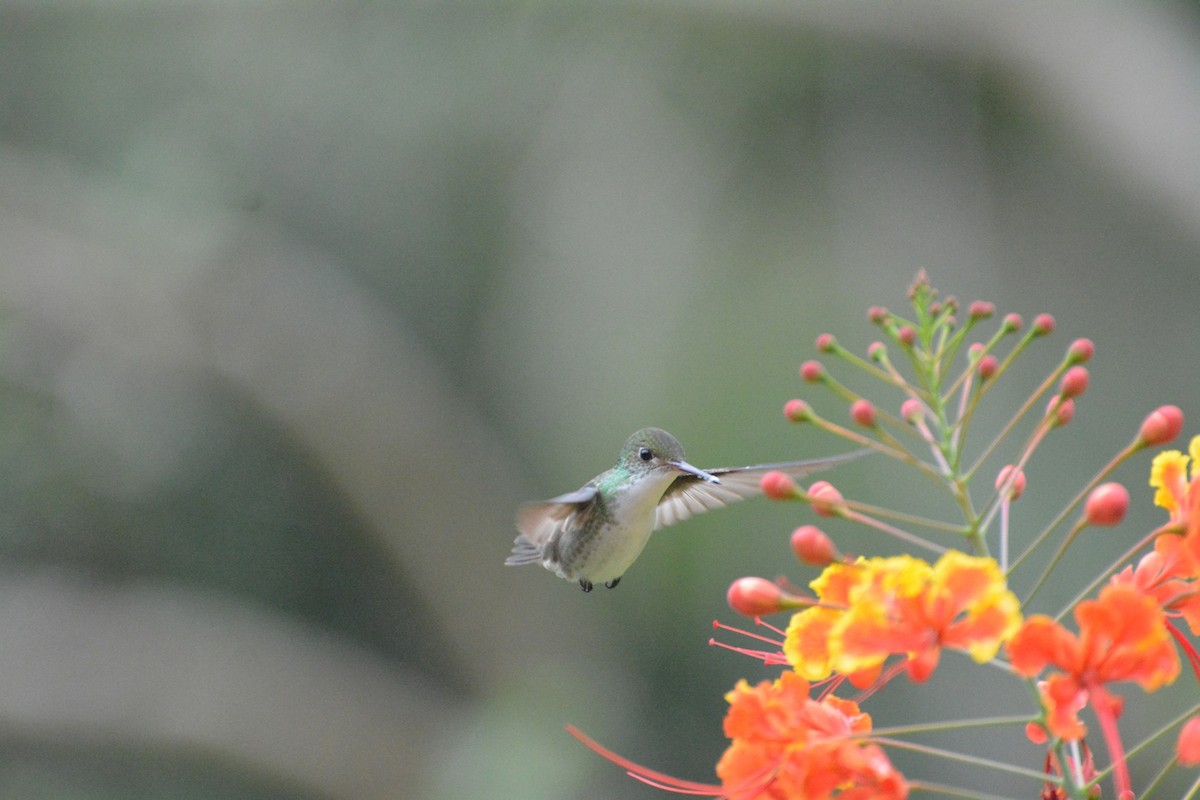 White-bellied Emerald - ML619990292