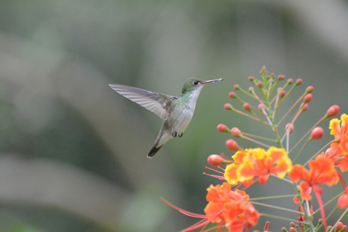 White-bellied Emerald - ML619990293