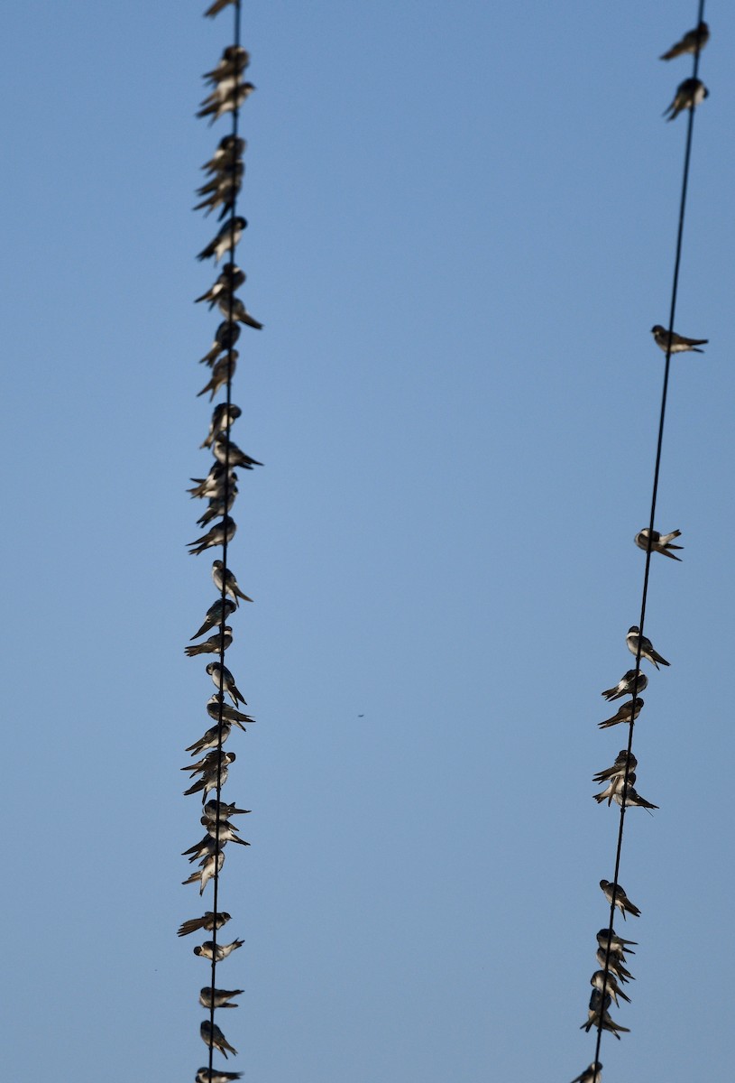 Chilean Swallow - ML619990294