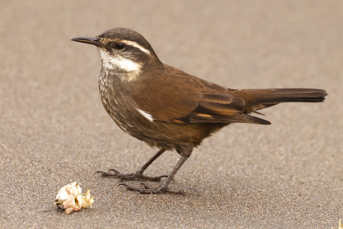 Dark-bellied Cinclodes - ML619990301