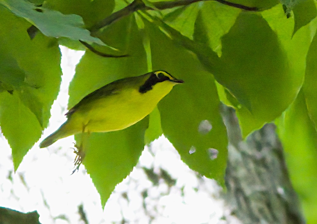 Kentucky Warbler - ML619990304