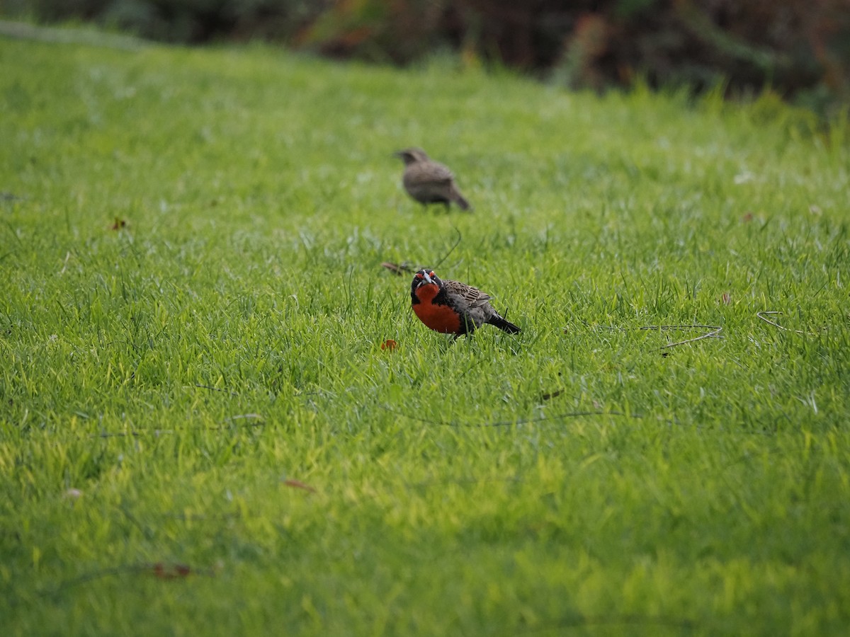 Long-tailed Meadowlark - ML619990309