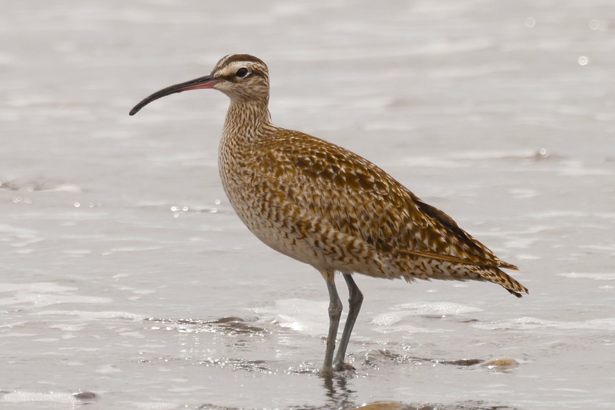 Regenbrachvogel (hudsonicus) - ML619990315