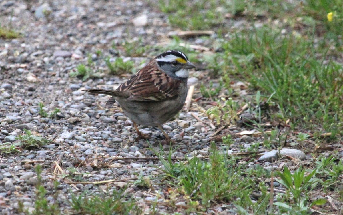 White-throated Sparrow - ML619990326