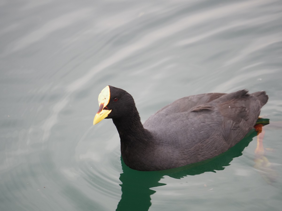 Red-gartered Coot - ML619990330