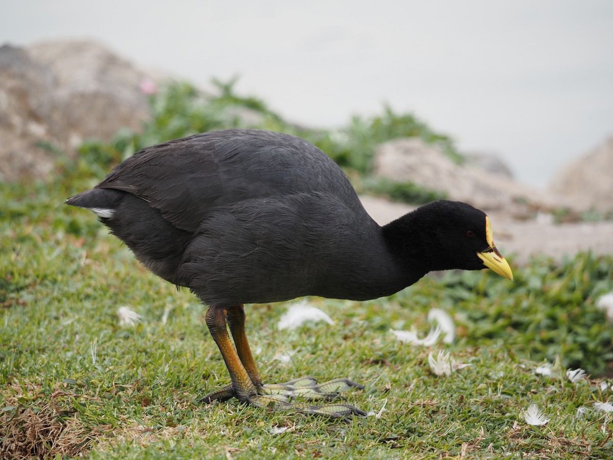 Red-gartered Coot - ML619990334