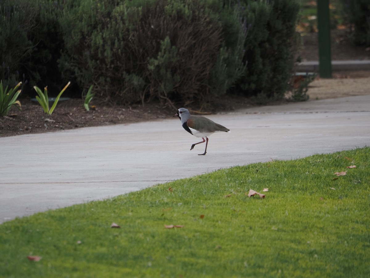 Southern Lapwing - ML619990342