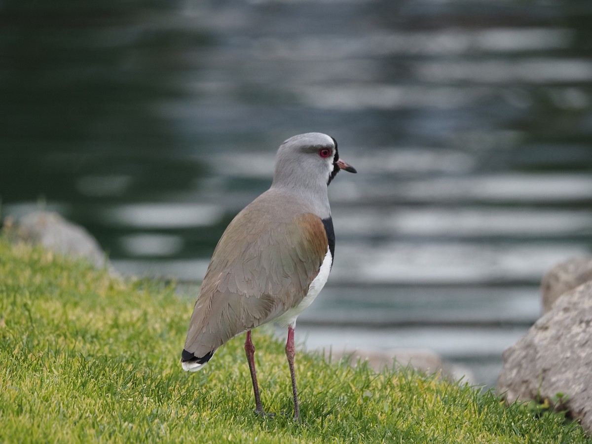 Southern Lapwing - ML619990344