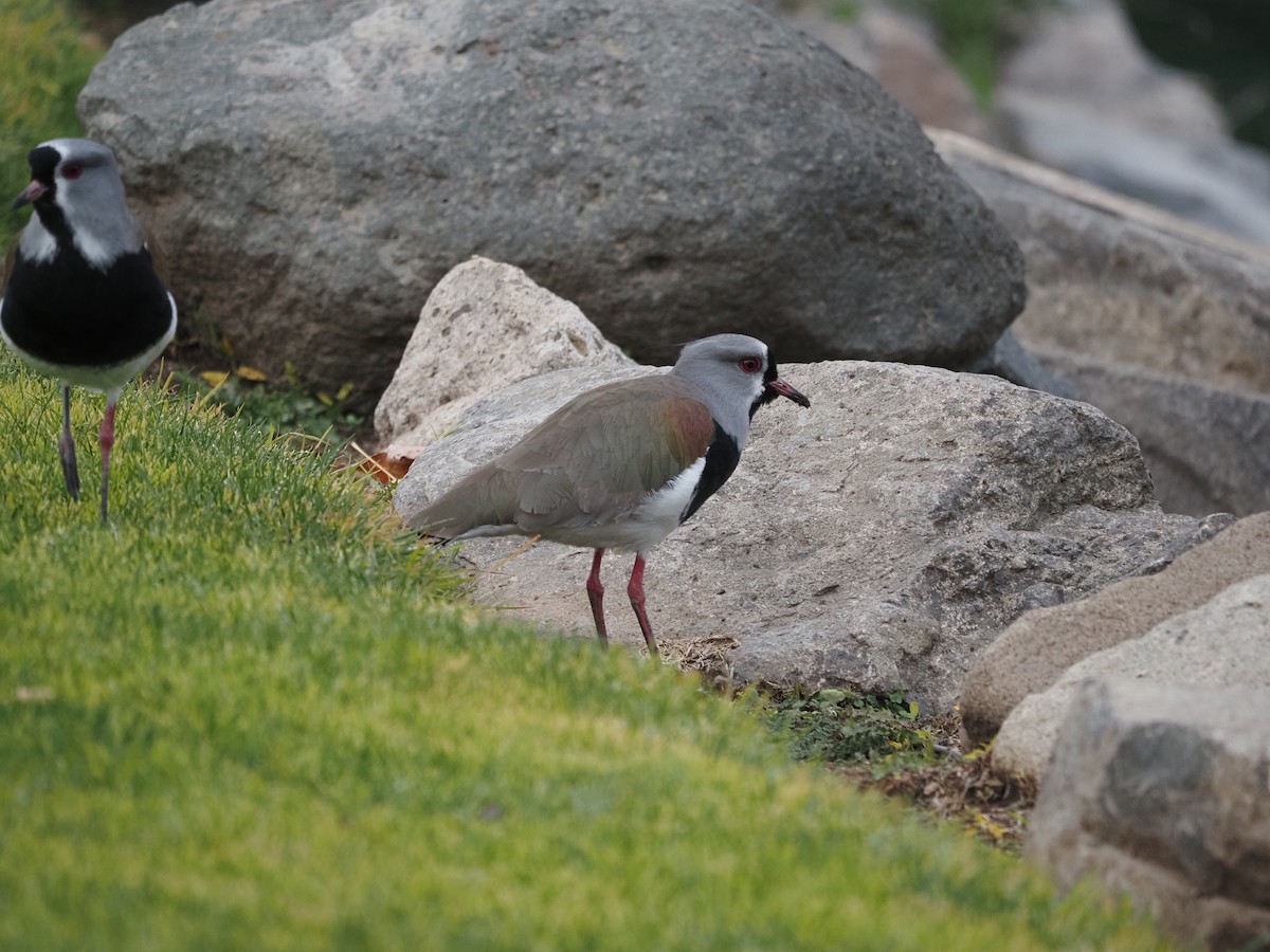 Southern Lapwing - ML619990345