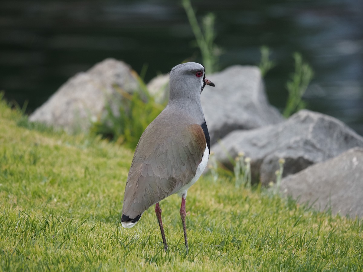 Southern Lapwing - ML619990346