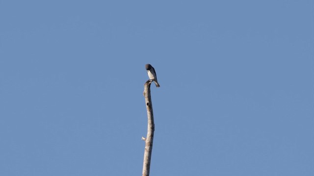 White-breasted Woodswallow - ML619990349
