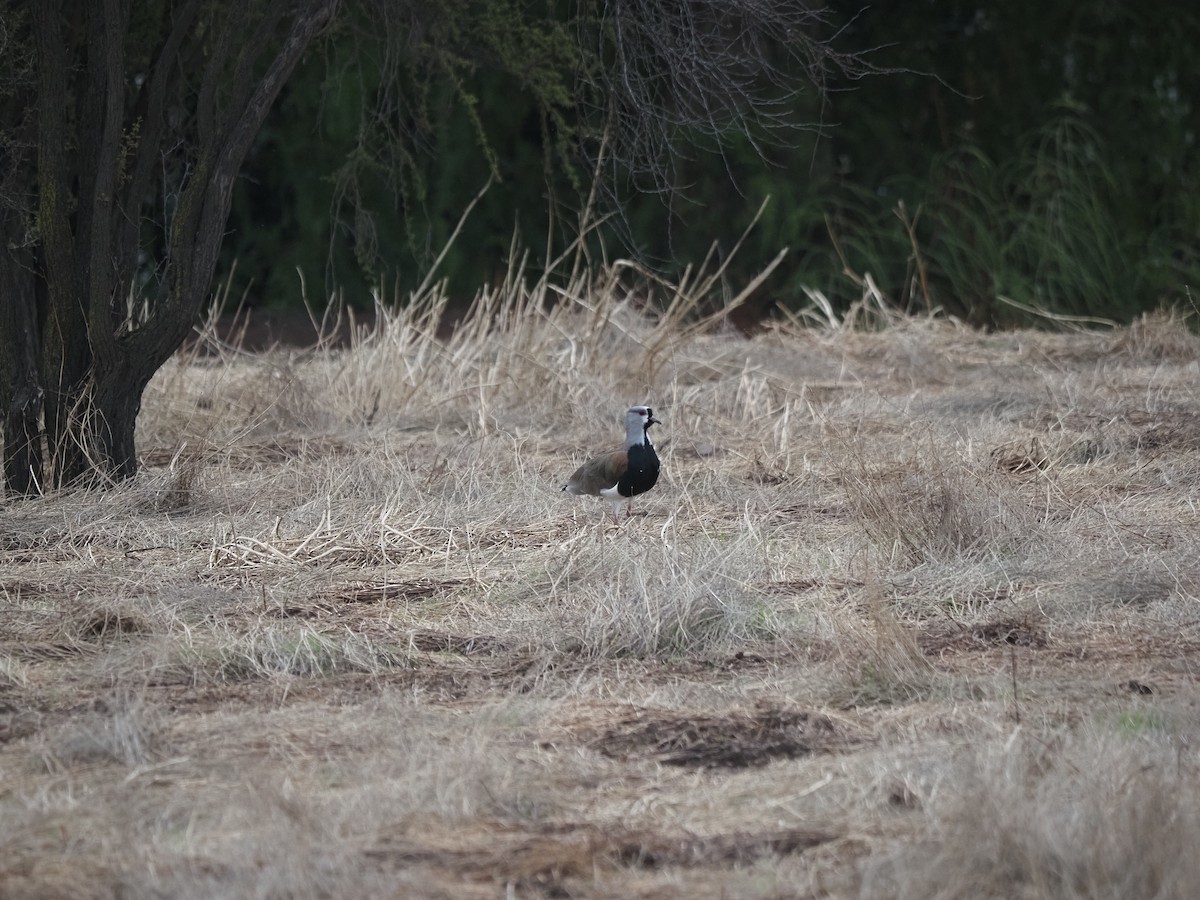 Southern Lapwing - ML619990350