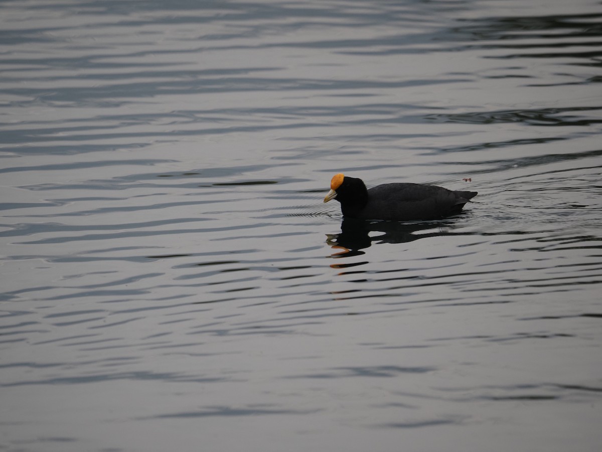 White-winged Coot - ML619990352