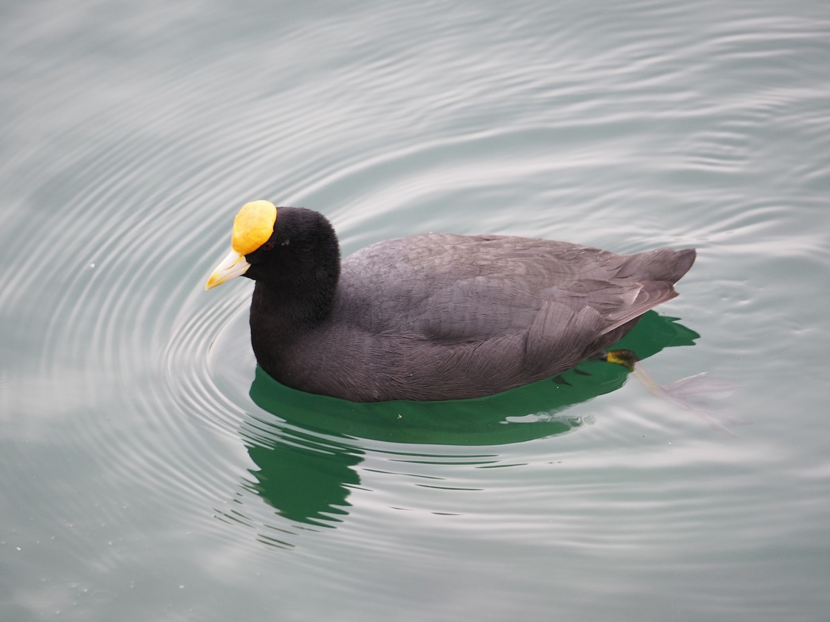 White-winged Coot - ML619990354