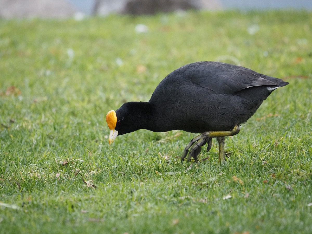 White-winged Coot - ML619990355