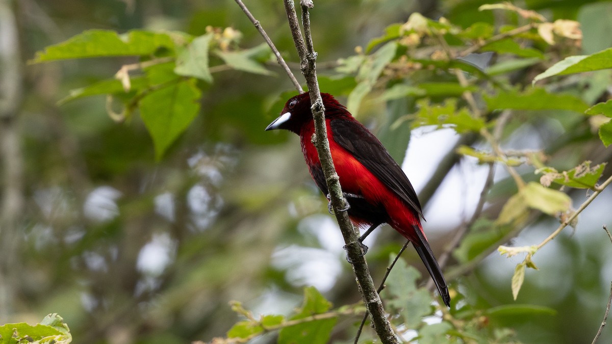 Crimson-backed Tanager - ML619990356