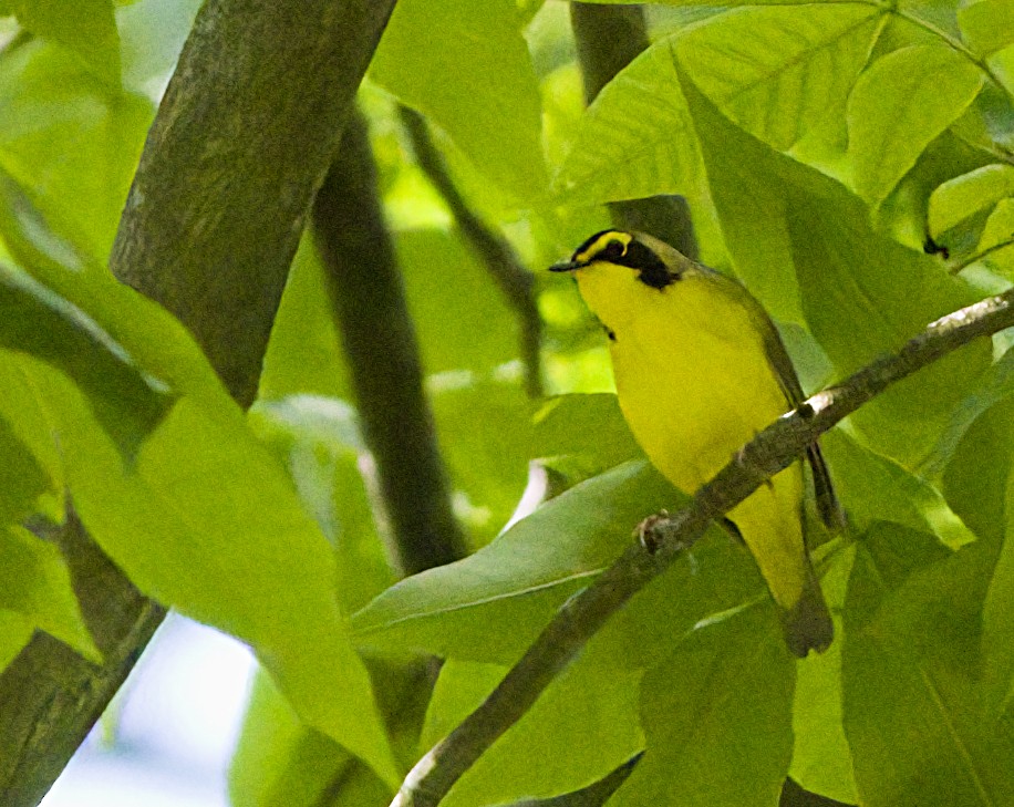 Kentucky Warbler - ML619990357