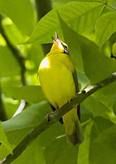 Kentucky Warbler - ML619990361