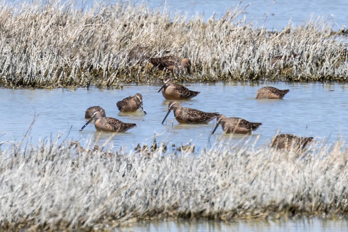 Long-billed Dowitcher - ML619990370