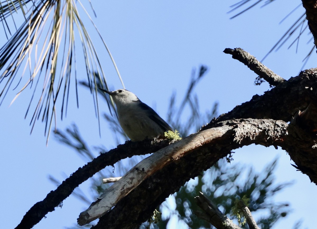 White-breasted Nuthatch - ML619990375