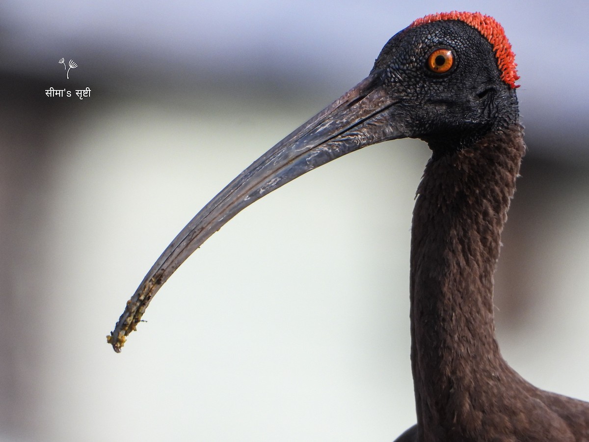 ibis bradavičnatý - ML619990377