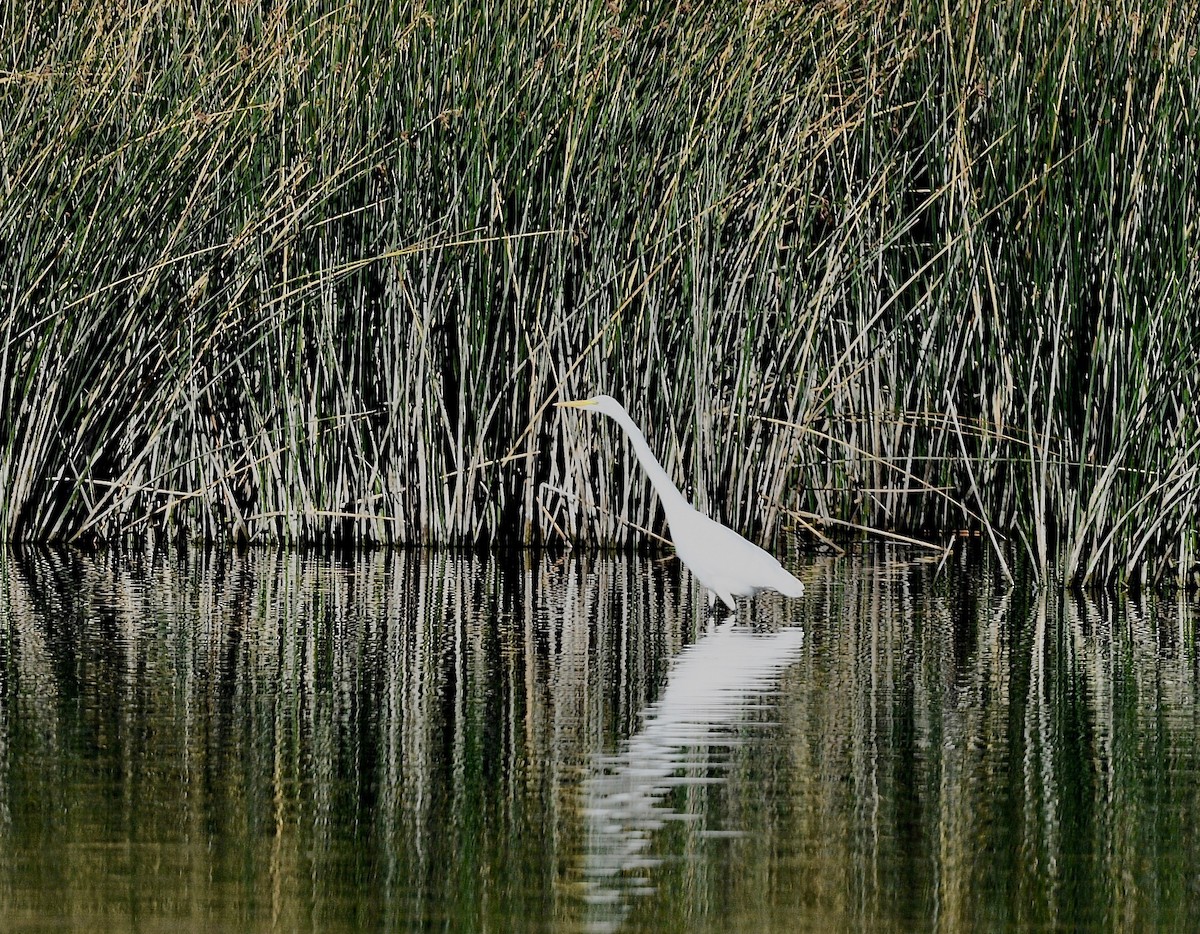 Great Egret - ML619990386