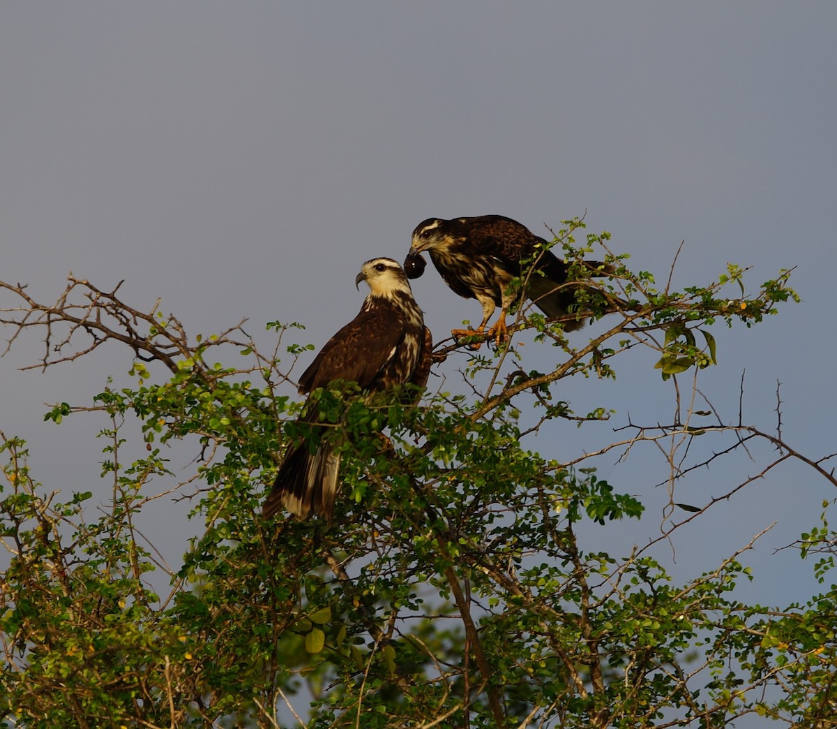 Snail Kite - ML619990387