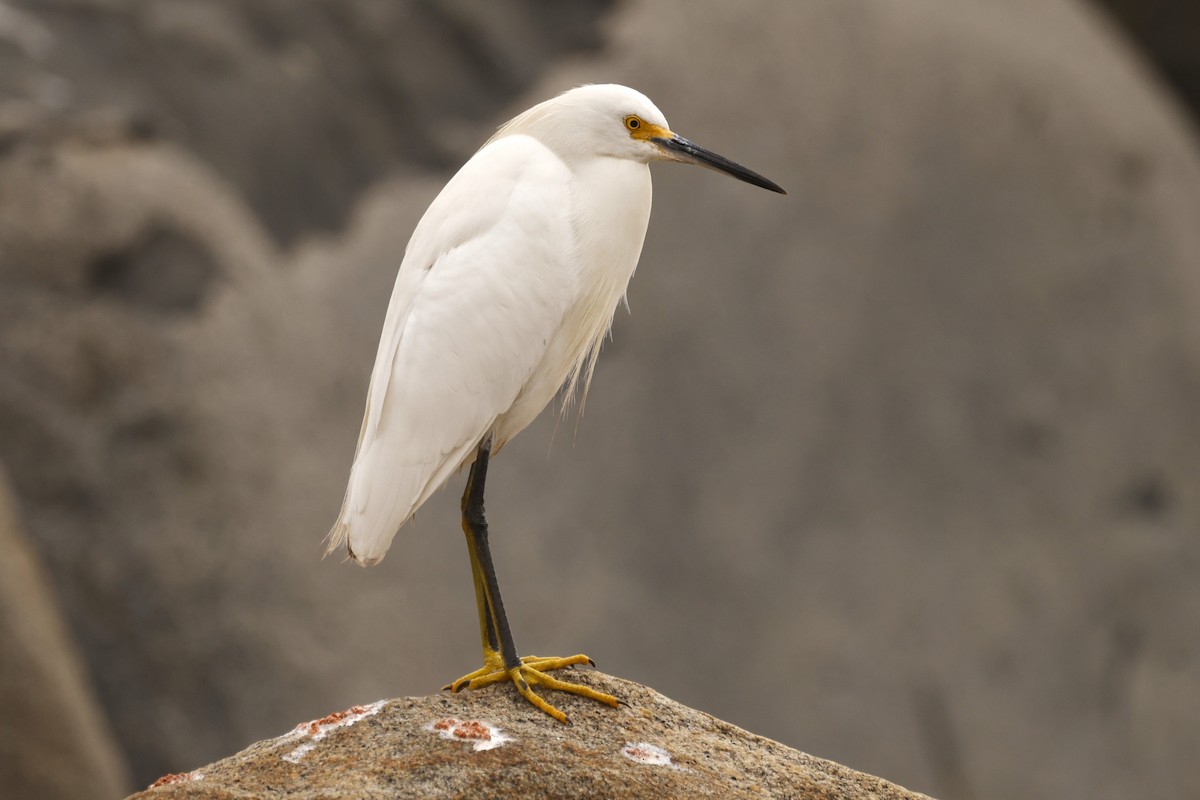 Snowy Egret - John Mills