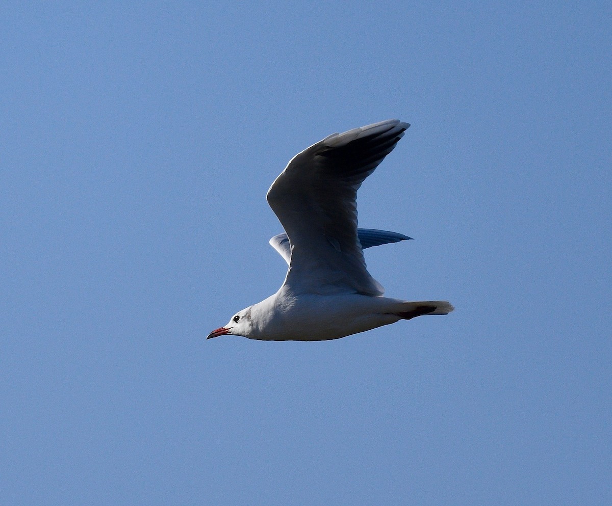 Brown-hooded Gull - ML619990394