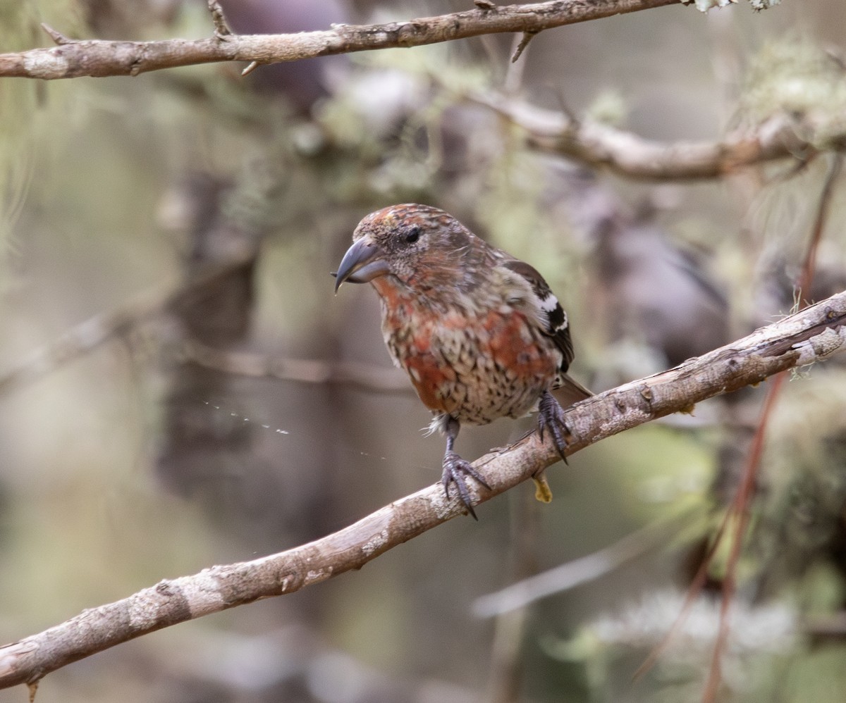 Hispaniolan Crossbill - ML619990397