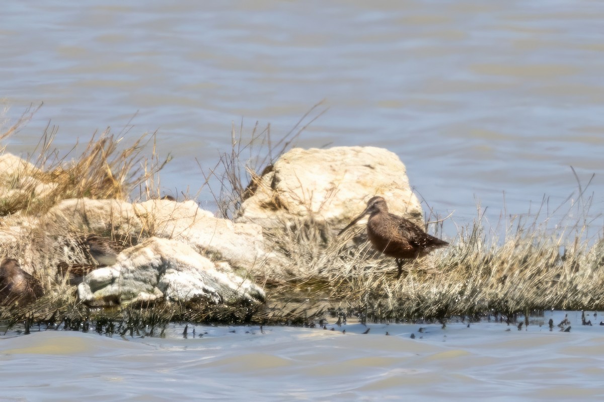 Long-billed Dowitcher - ML619990402