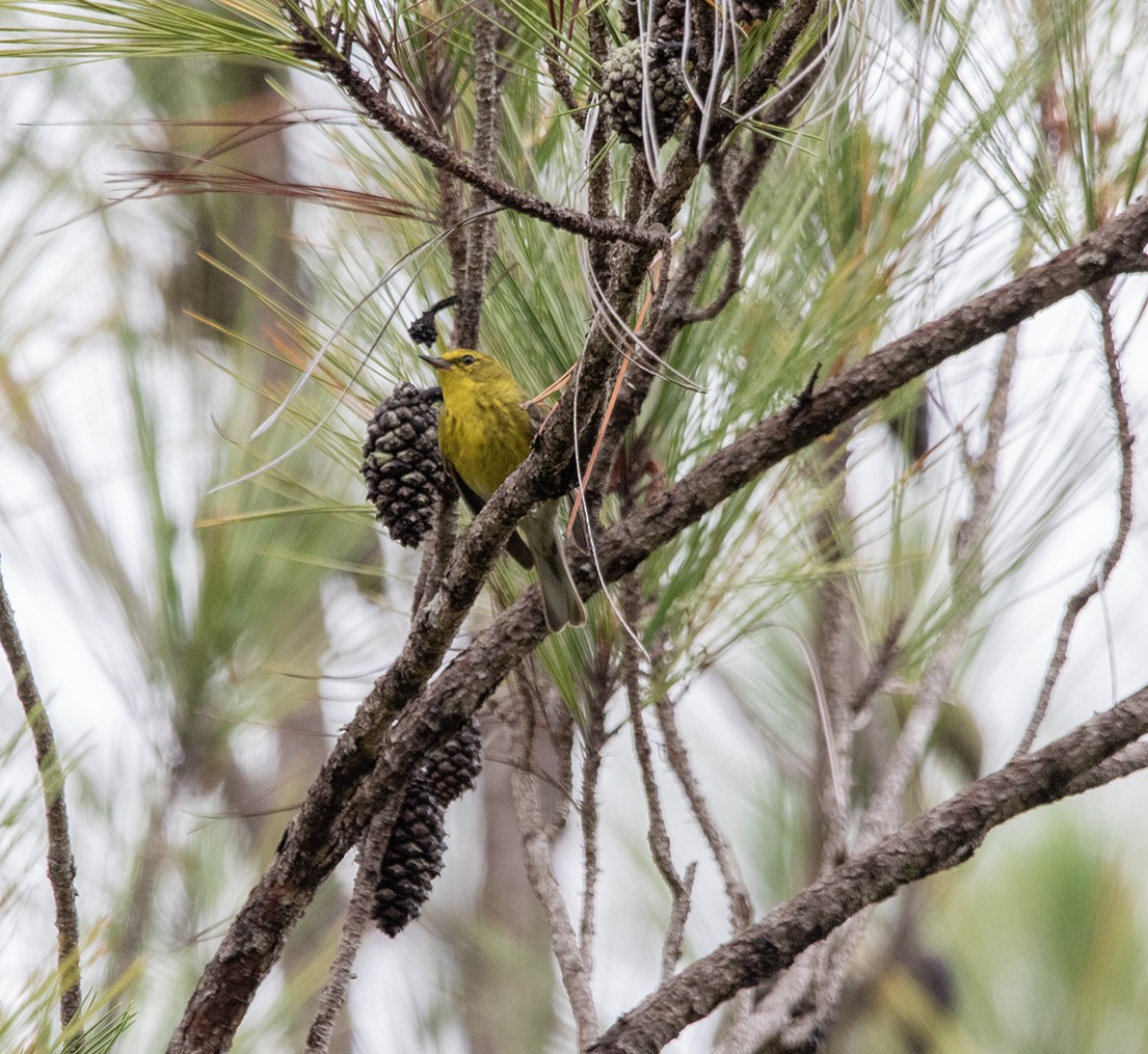 Pine Warbler - ML619990403