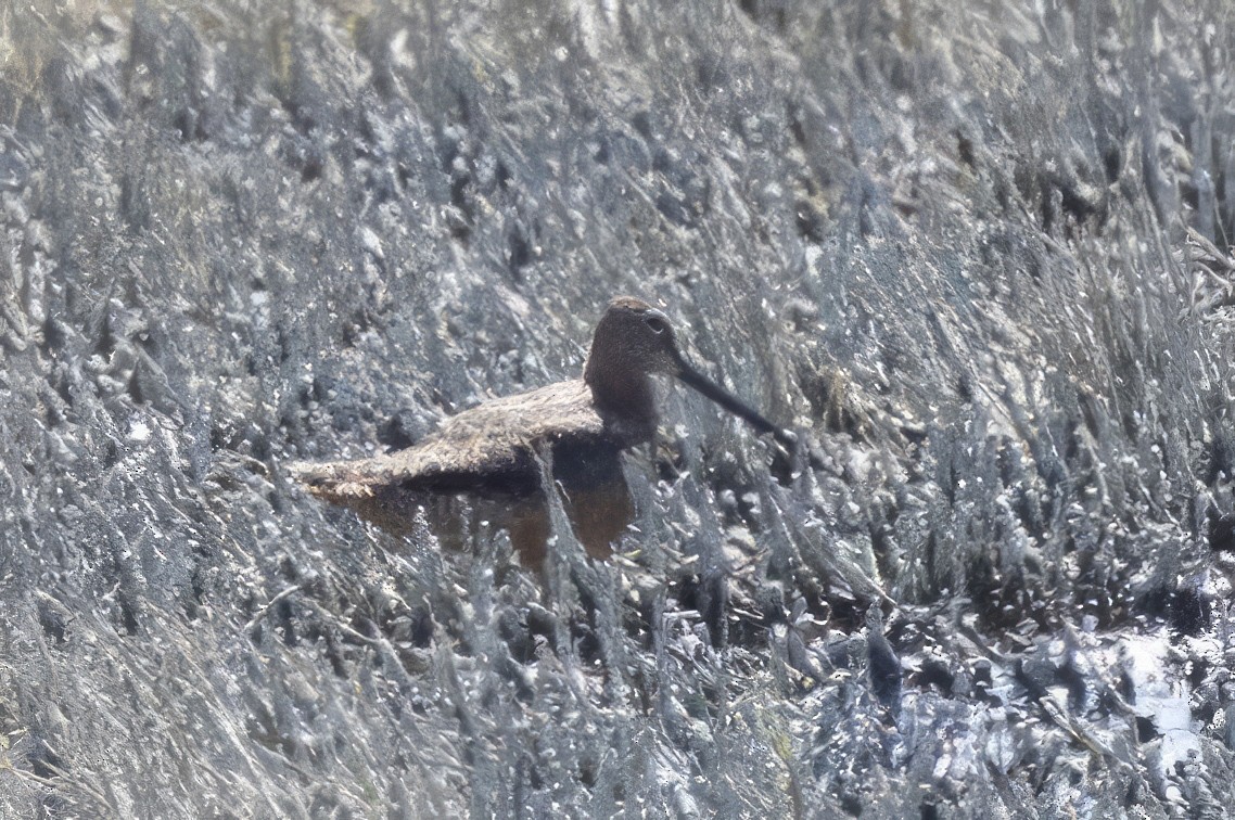 Long-billed Dowitcher - ML619990404