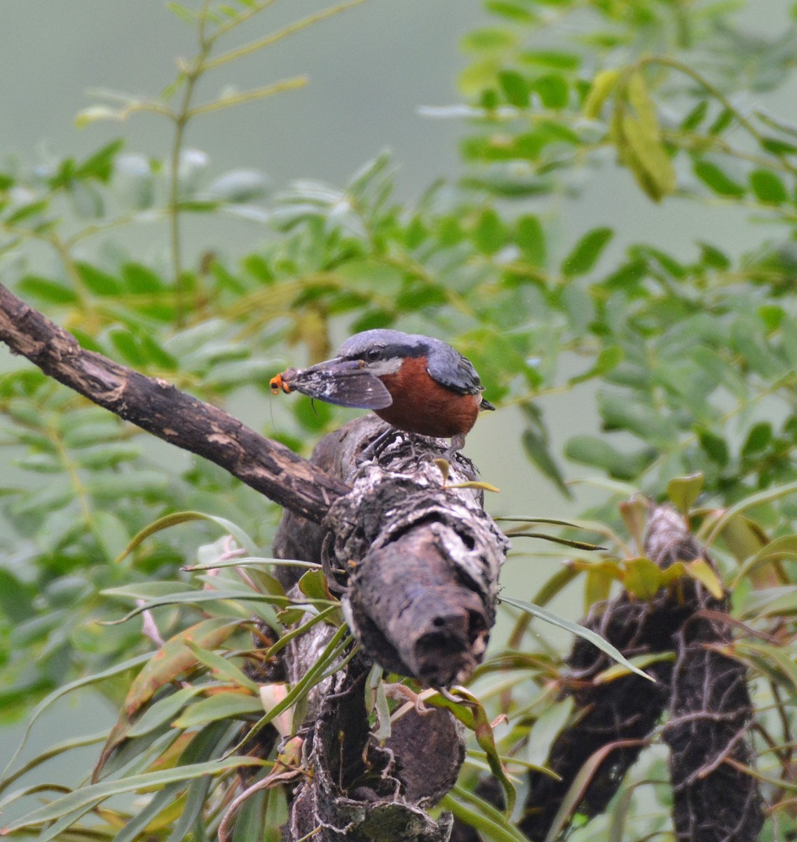 Chestnut-bellied Nuthatch - ML619990411